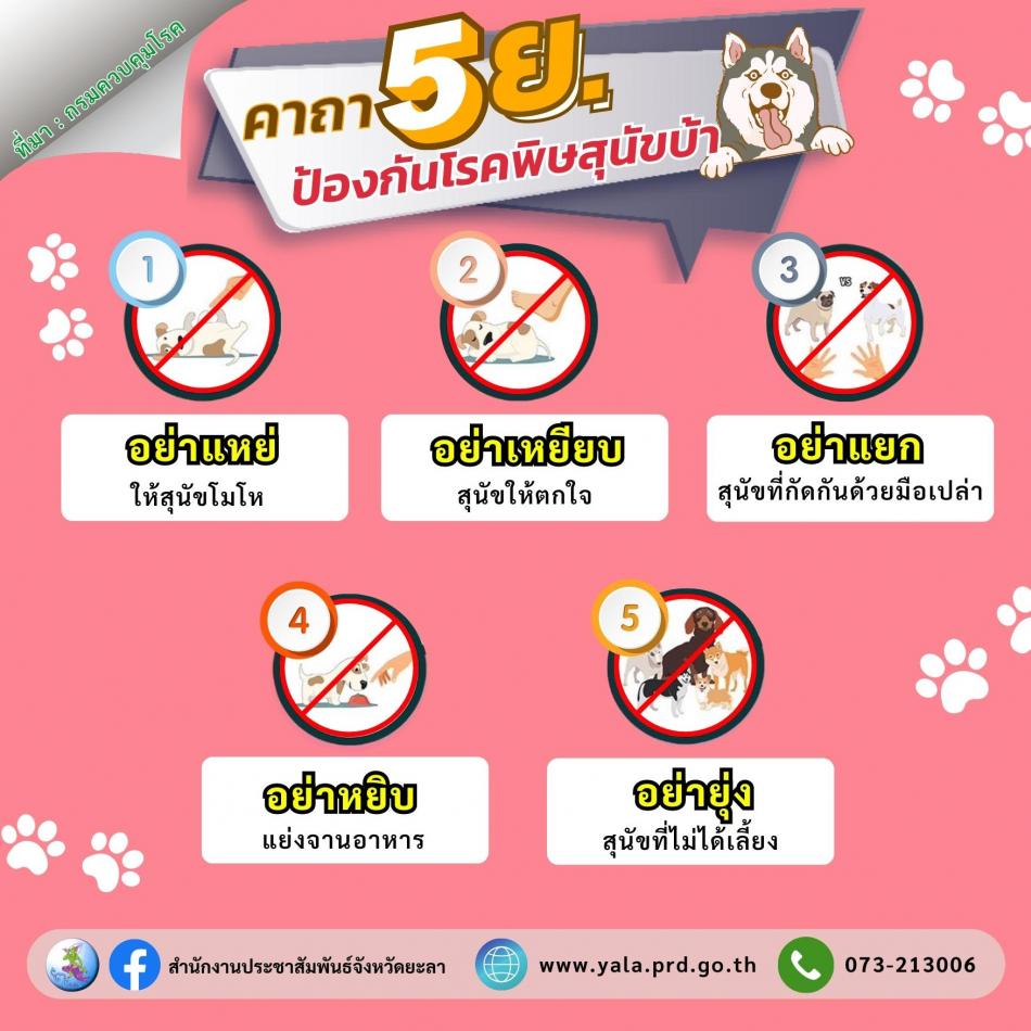 เตือน อย่าชะล่าใจ ถูก สุนัข-แมวกัด​ ข่วน​ แม้มีแผลเพียงเล็กน้อย